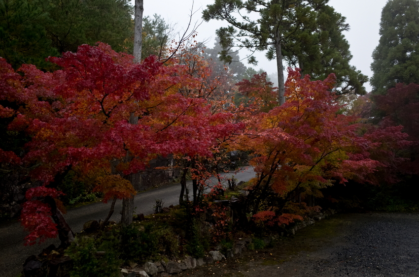 駐車場の側から綺麗な紅葉が見ら...