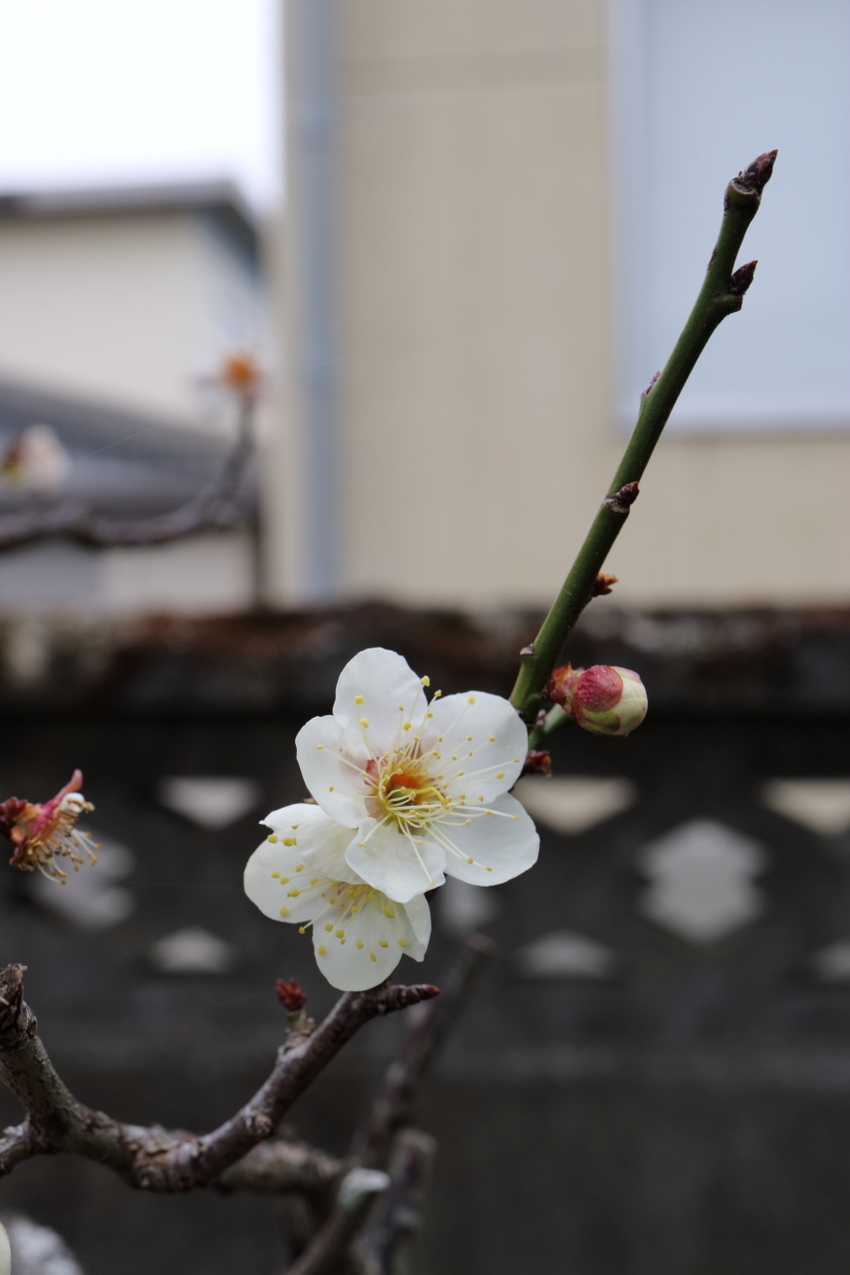 【撮影データ】 Canon E...