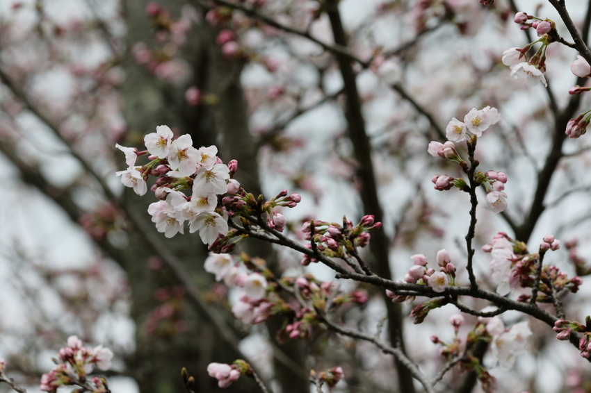 【撮影データ】 Canon E...