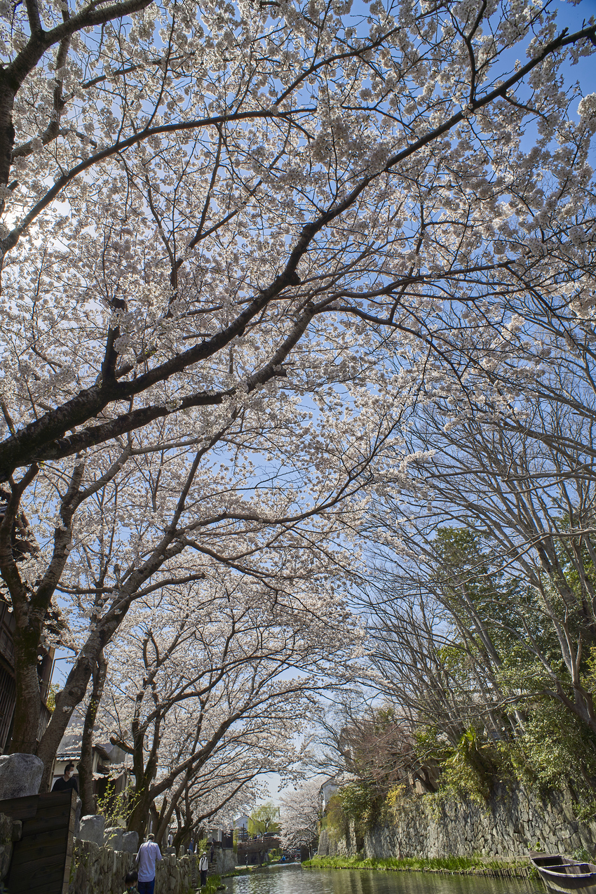 今年の桜