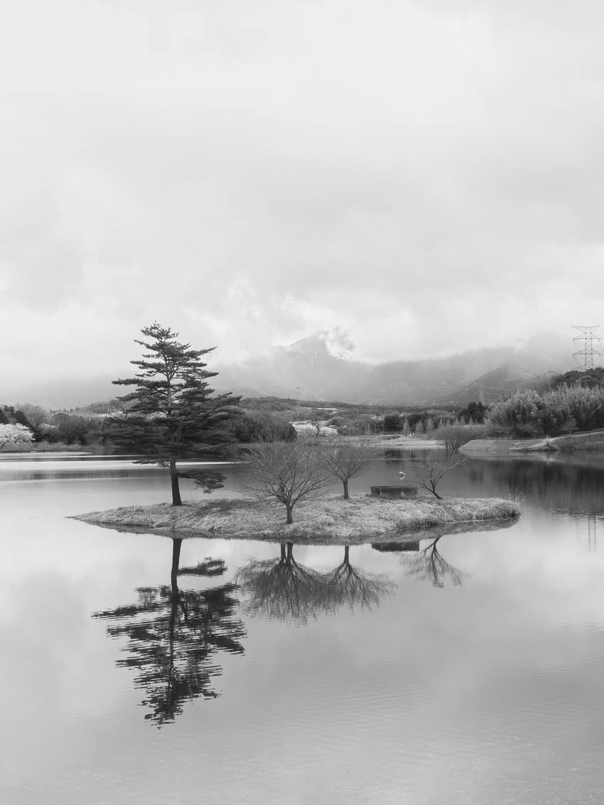 浮島の八重桜