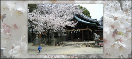 Iwato Shrine Cherry Blossoms