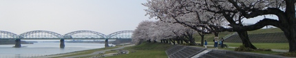 Kasamatsu Minato Park Cherry...