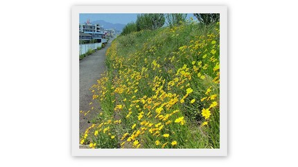 Thelesperma filifolium