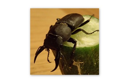 Stag Beetle