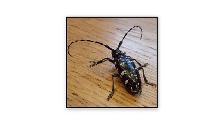Asian long-horned beetle