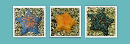 Mizushima Starfish