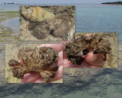 Furry Crab