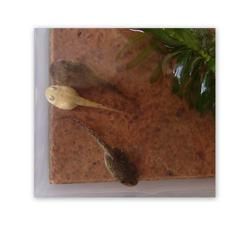 Tad Pale Tadpole