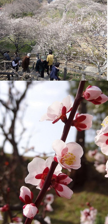 梅花