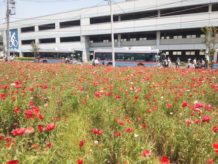 地元の駅前のポピー