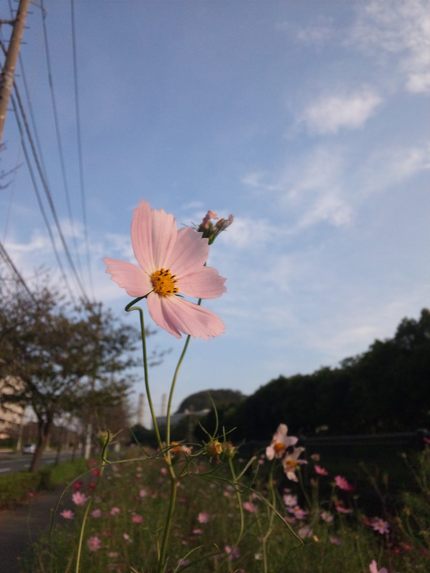 2012年の秋桜