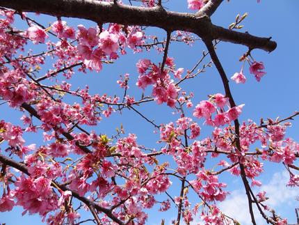 早咲きの河津桜