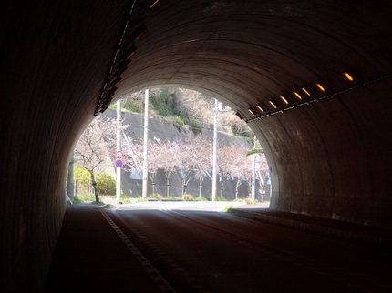 トンネルを抜けると、そこは桜並...