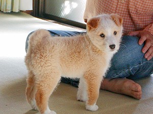 仔犬の里親になりました。