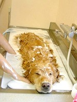 犬猫の皮膚トラブルはシャンプー...