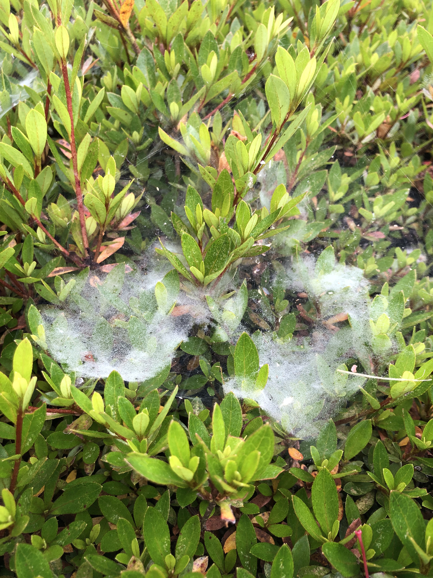 梅雨だから蜘蛛の巣がキレイ
