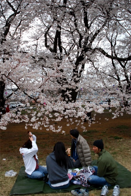 私の一枚　お花見