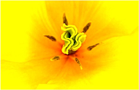 私の一枚　花の心