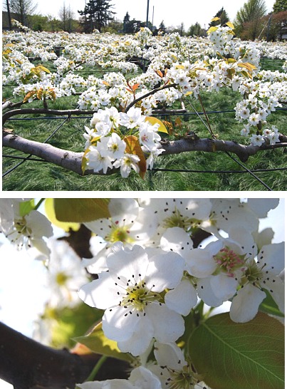 私の一枚　梨の花