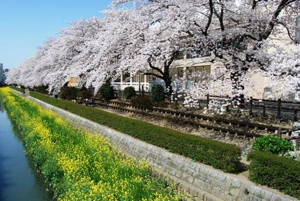 空と桜と菜の花と水