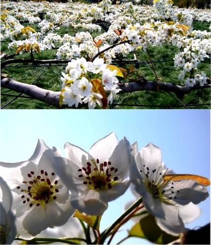 我が上尾村に梨の花が満開