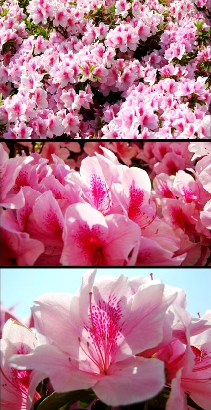 花と光