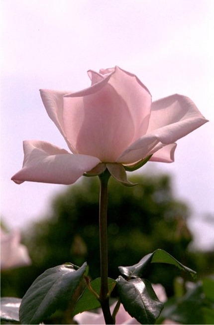 五月の花と言えばこの花です