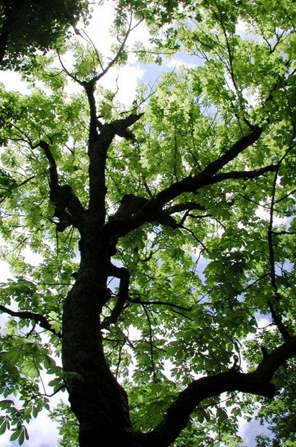 私の一枚「緑」