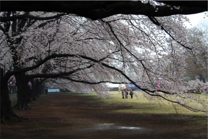 桜です