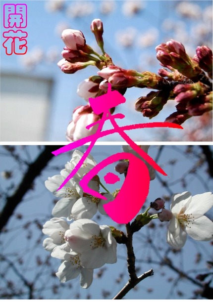 開花です