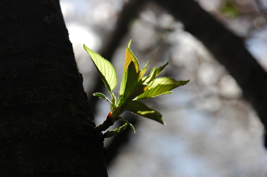 桜咲き　早くも卯月　緑かな満開...