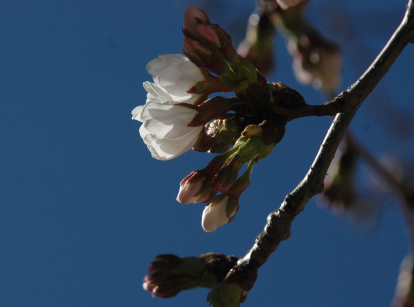 晴天に　桜一輪　我が思い　遠き...