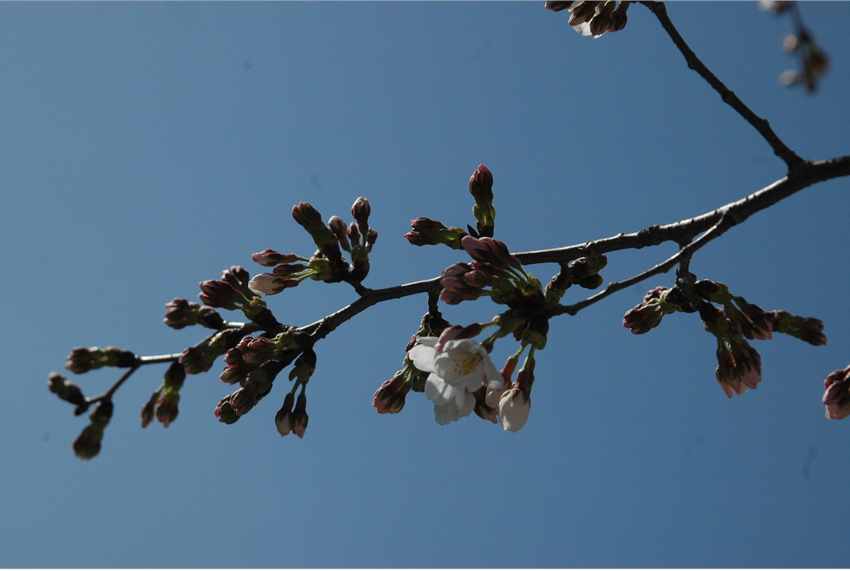 春日より　空を見上げて　桜待つ...