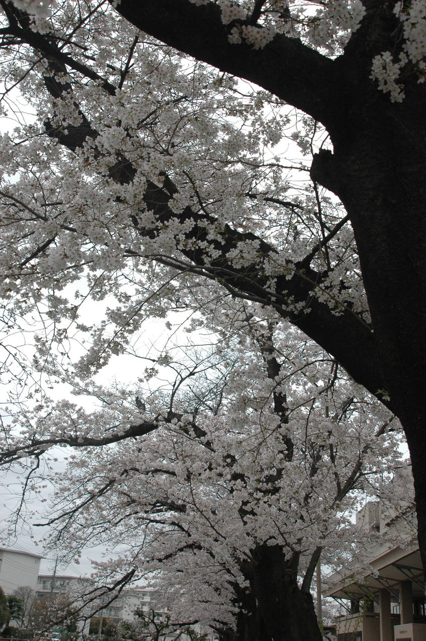 3月27日(月)・埼玉県上尾市...