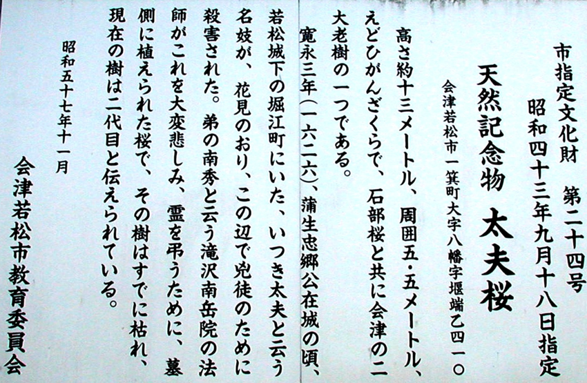 私の一枚　桜シリーズ　會津・天...