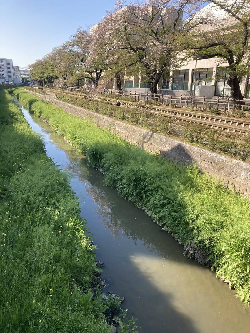 菜の花も　桜の花も　舞い降りて...