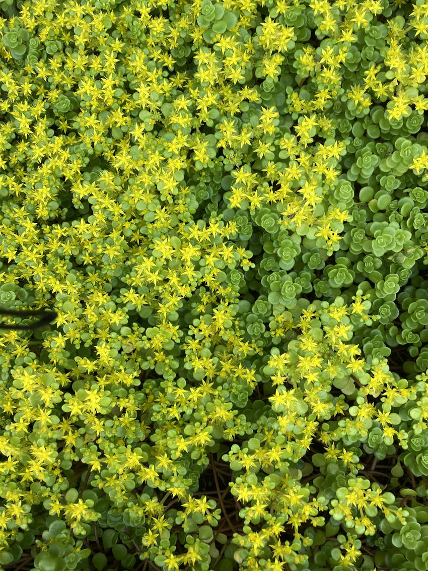 何の花かは分かりませんが、薄い...