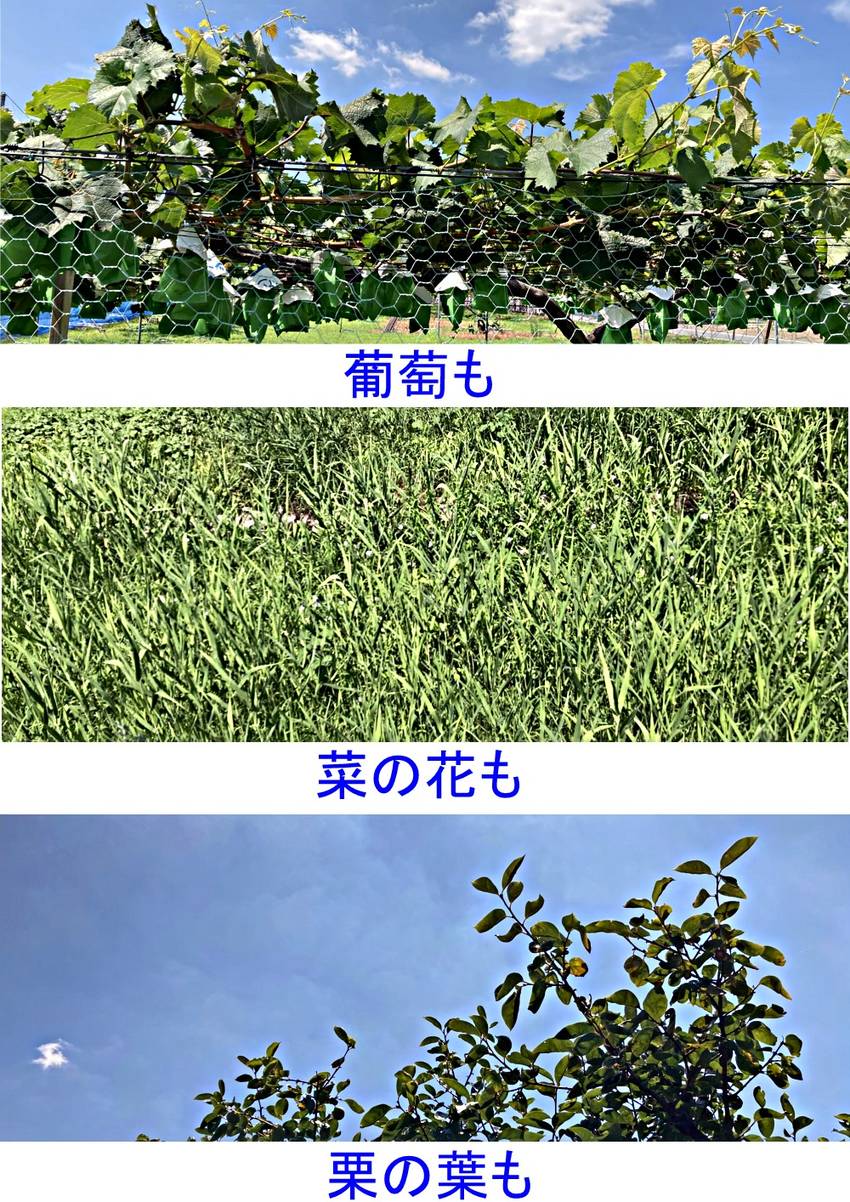 私の一枚　023年7月29日（...