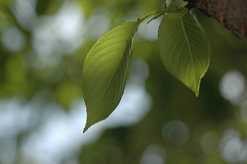 私の一枚　5月2日(木)　 若...