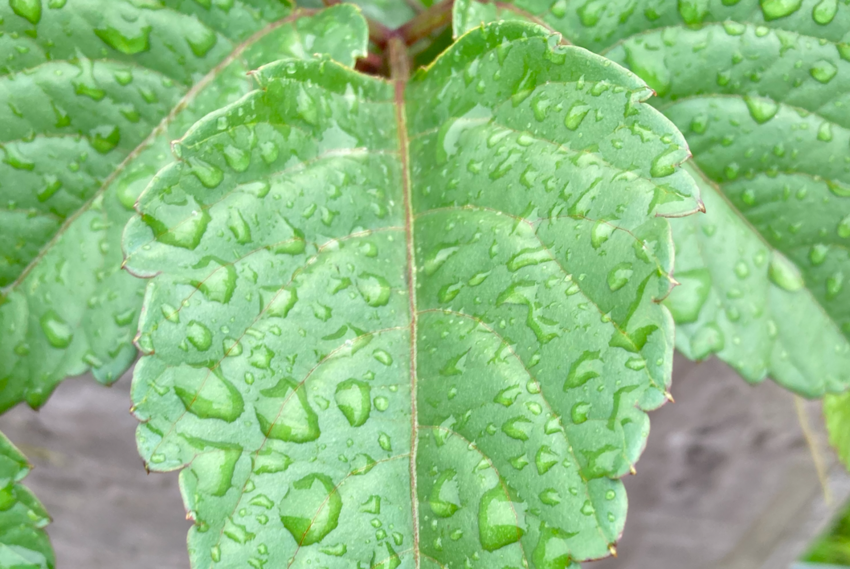 私の一枚　5月13日(月)　雨...