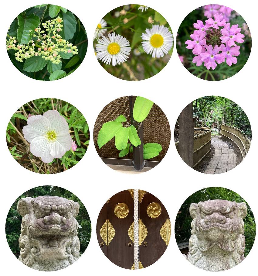 私の一枚　6月17日(月)　散...