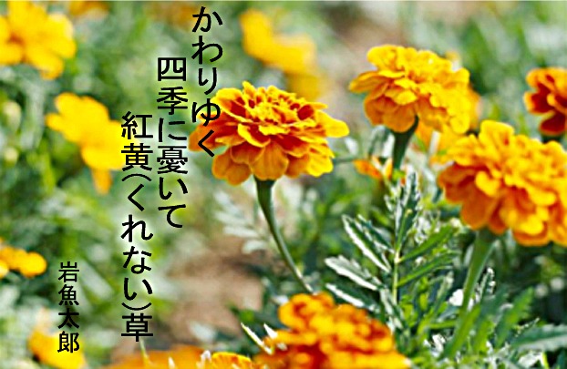 この意味不明な俳句の説明は、後...