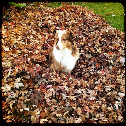 Helping mom rake :)