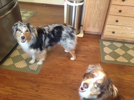Happy dogs !