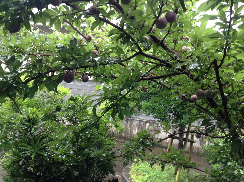 島に来て1週間