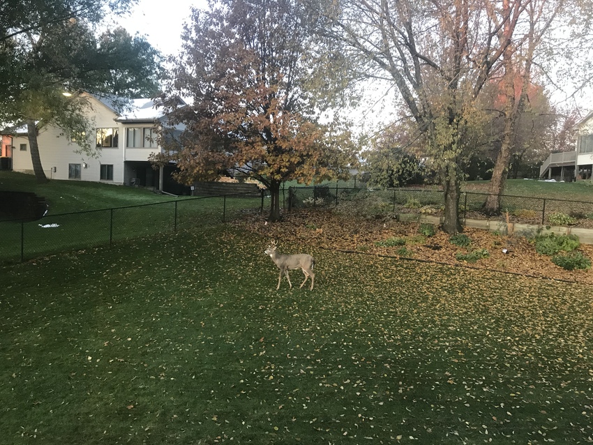 Deer in our backyard!!!