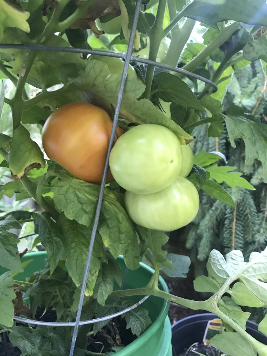 トマトの収穫はまだ先のようです...