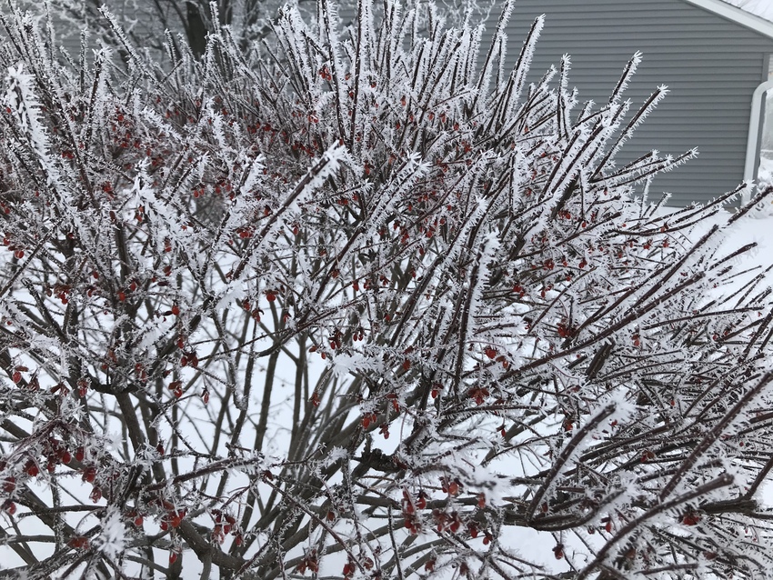 rime ice or hoarfrost