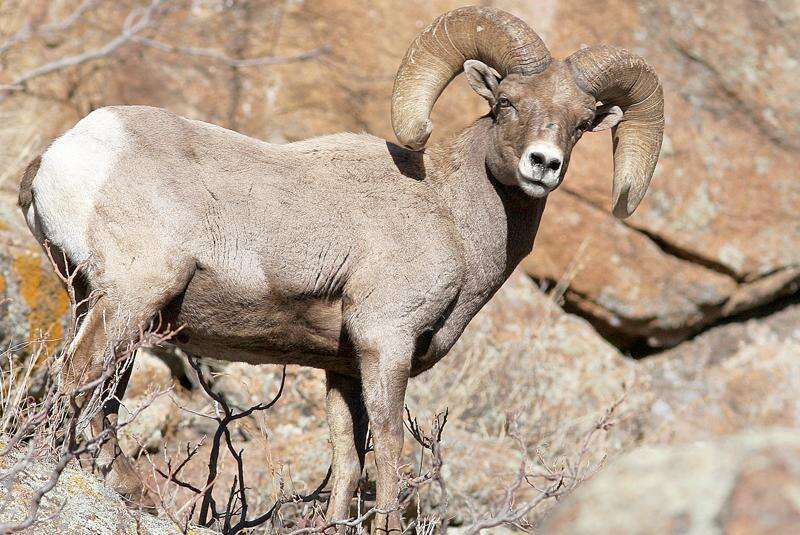Bighorn Sheep　ー...
